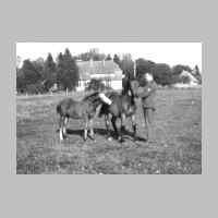 022-0128 Gerhard Schulz auf Urlaub im Jahre 1941. Er besucht seine Fohlen auf der Wiese. Im Hintergrund das Goldbacher Gemeindehaus..jpg